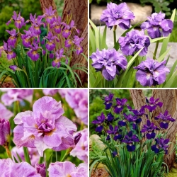 Iris de Siberie - une selection de 4 varietes les plus intrigantes