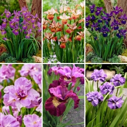 Sibirsk iris - et utvalg av 6 mest spennende varianter