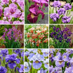 Iris siberiano: una selezione delle 9 varietà più intriganti