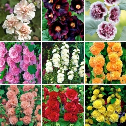 Hollyhock - a selection of 9 most intriguing varieties