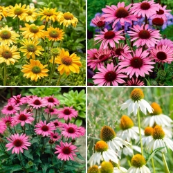 Coneflower - a selection of 4 most intriguing varieties