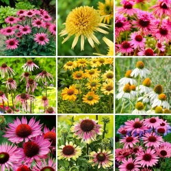 Coneflower - a selection of 9 most intriguing varieties