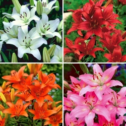 Asiatic lily - a selection of 4 most popular varieties