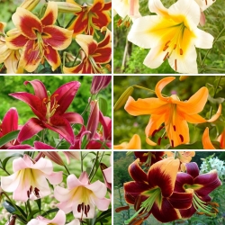 Tree lily - une selection des 6 varietes les plus populaires