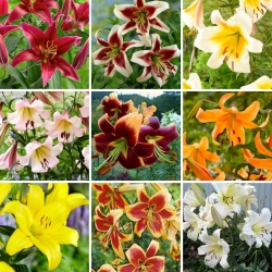Tree lily - une selection des 9 varietes les plus populaires