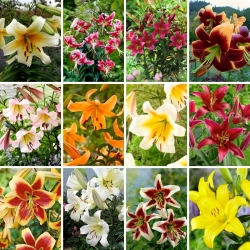 Tree lily - une selection des 12 varietes les plus populaires
