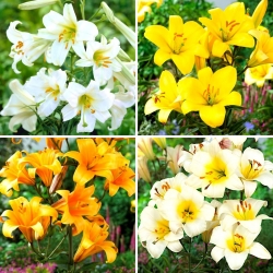 Trumpet lily - a selection of 4 most popular varieties
