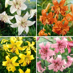 Tiger lily - a selection of 4 most popular varieties