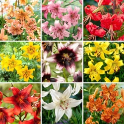 Tiger lily - a selection of 9 most popular varieties