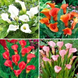 Calla lily - a selection of 4 most popular varieties