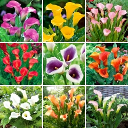 Calla lily - et utvalg av 9 mest populære varianter