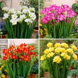 Einzelblüten-Freesie - eine Auswahl der 4 beliebtesten Sorten - 