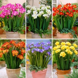 Frésia de flor única - uma seleção das 6 variedades mais populares - 
