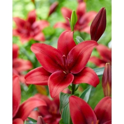 Hardrock Asiatic Lily - Großpackung! - 10 Stk - 