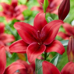 Hardrock Asiatic lily - velké balení! - 10 ks.