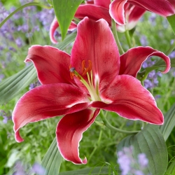 Cadenza Oriental lily