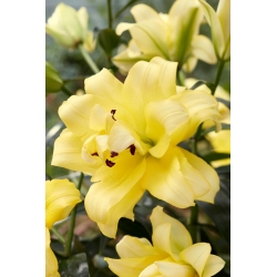 Egzotični sunčani ljiljan - dvostruki cvijet
