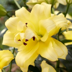 Eksotiskā Saules koka lilija - dubultziedu