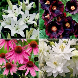 Voorjaarsbestsellers - collectie van 4 bloeiende plantensoorten - 