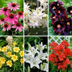 Forårets bestsellere - samling af 6 blomstrende plantesorter - 