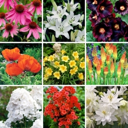 Bestseller primaverili - raccolta di 9 varietà di piante da fiore