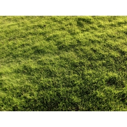 "Brooklawn" Rasen blaues Gras - 5 kg - 