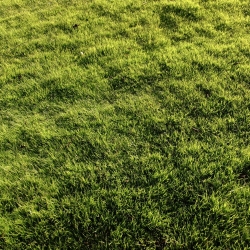 "Brooklawn" lawn blue grass - 5 kg