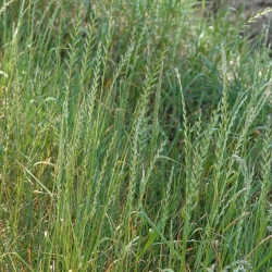 Ray-grass hybride "4N Gala" - 5 kg - 
