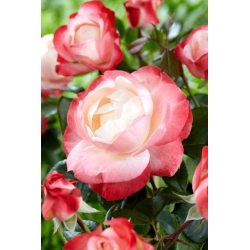 Trandafir alb cu flori mari (Grandiflora) cu ramă purpurie - răsad - 