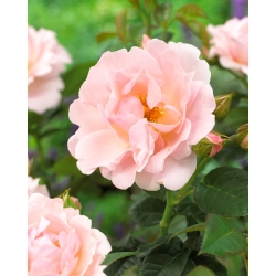 Trandafir de parc roz deschis - răsad - 