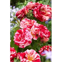 Rosa multiflora listrada vermelha e branca (Polyantha) - mudas - 
