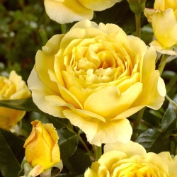 Aukso geltonumo daugiaflorė rožė (Polyantha) – daigas - 