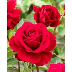 Punane multifloora roos (Polyantha) THORNLESS - seemik - 