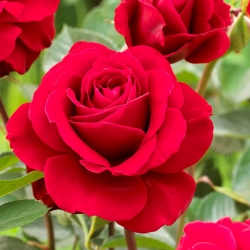 Червена мултифлора роза (Polyantha) БЕЗТРОНКА - разсад - 
