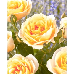Te multiflora rose (Polyantha) - frøplante - 