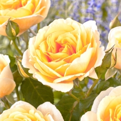 Čajová růže multiflora (Polyantha) - sazenice - 