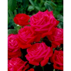 Rosa de flor grande (Grandiflora) "Dama De Coeur" - plántula - 