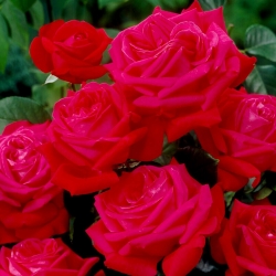 "Dama De Coeur" storblomstret (Grandiflora) rose - frøplante - 