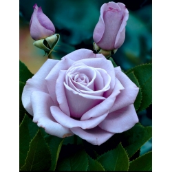 "Dr Blue" storblomstret (Grandiflora) rose - frøplante - 