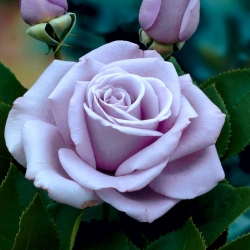 "Dr Blue" едроцветна (Grandiflora) роза - разсад - 