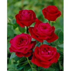Едроцветна (Grandiflora) роза "Mr Lincoln" - разсад - 