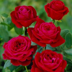 "Mr Lincoln" lielziedu (Grandiflora) roze - stāds - 