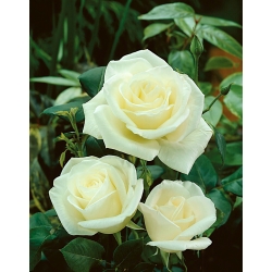 "Szűz" nagyvirágú (Grandiflora) rózsa - palánta - 