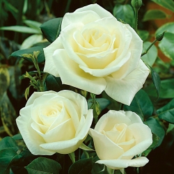 „Mergelės“ stambiažiedė (Grandiflora) rožė – daigas - 
