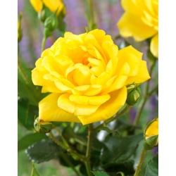 "Allgold" multiflora ros (Polyantha) - planta - 