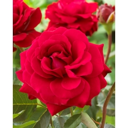 Rosa multiflora "Concerto" (Polyantha) - plántula - 