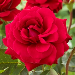 Rosa multiflora "Concerto" (Polyantha) - plántula - 
