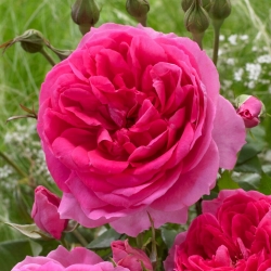 Plezalna vrtnica "Pink Cloud" - sadika - 