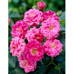 Parková růže "Jilmshorn" - sazenice - 