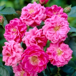 "Elmshorn" parka roze - stāds - 